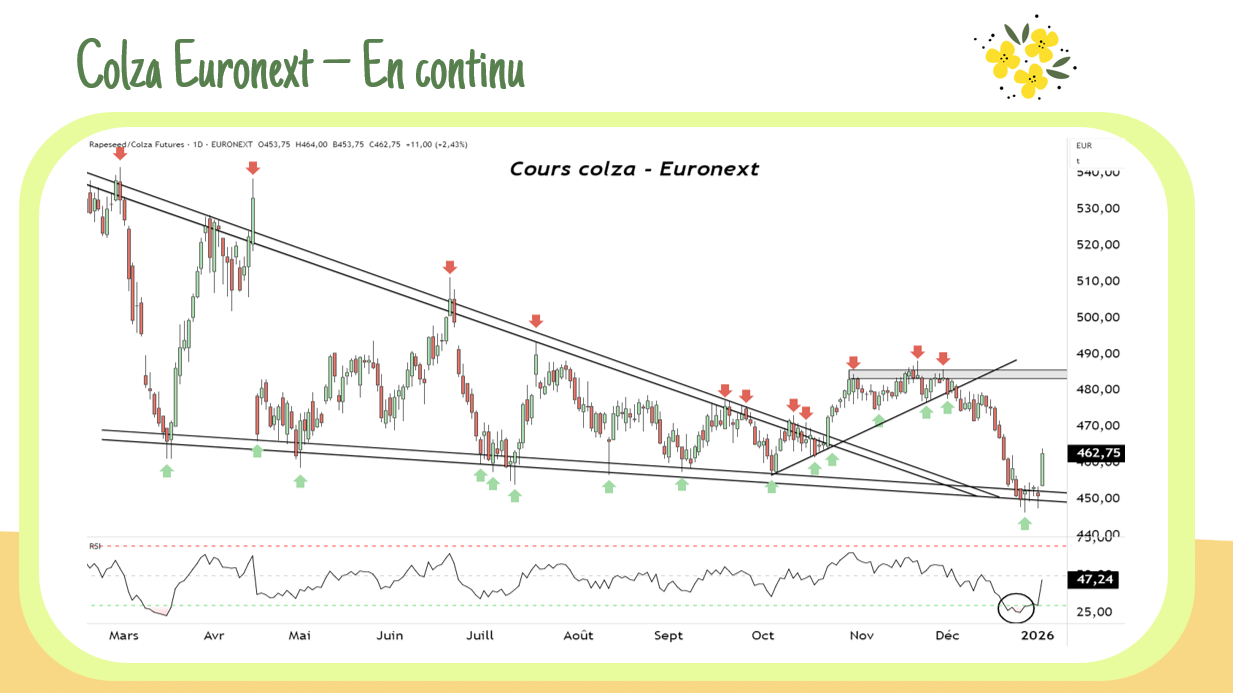 Retour à la hausse des cours du colza | +11 €/T